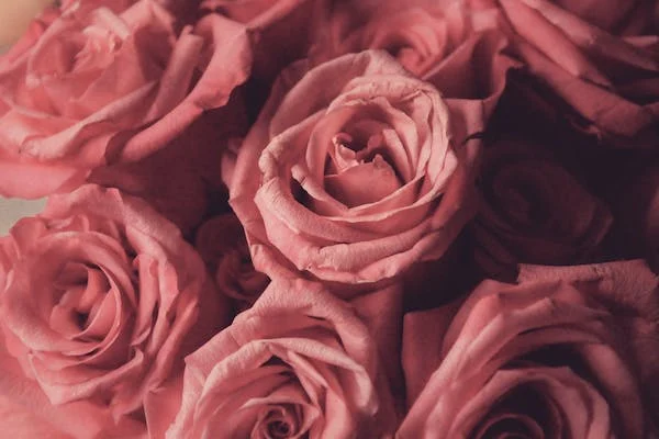 Flowers Eleven cover