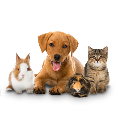 Animale de companie