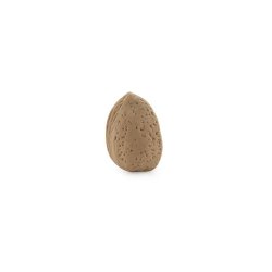 Radiera - Almond