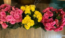 Begonia