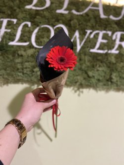Mini gerbera