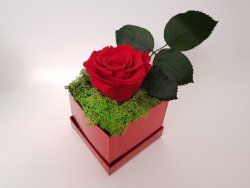 Trandafir criogenat rosu in cutie rosie patrata