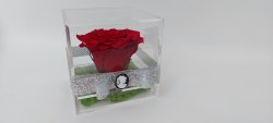 trandafir rosu natural criogenat cu licheni in cutie acrilica si brosa camee