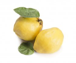 Gutui