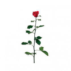 Trandafir lux 50cm image